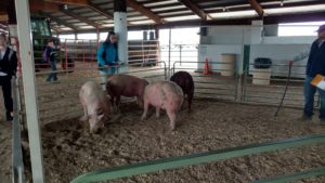 Lincoln/Otero Livestock Judging Contest