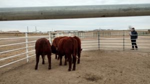 Lincoln/Otero Livestock Judging Contest
