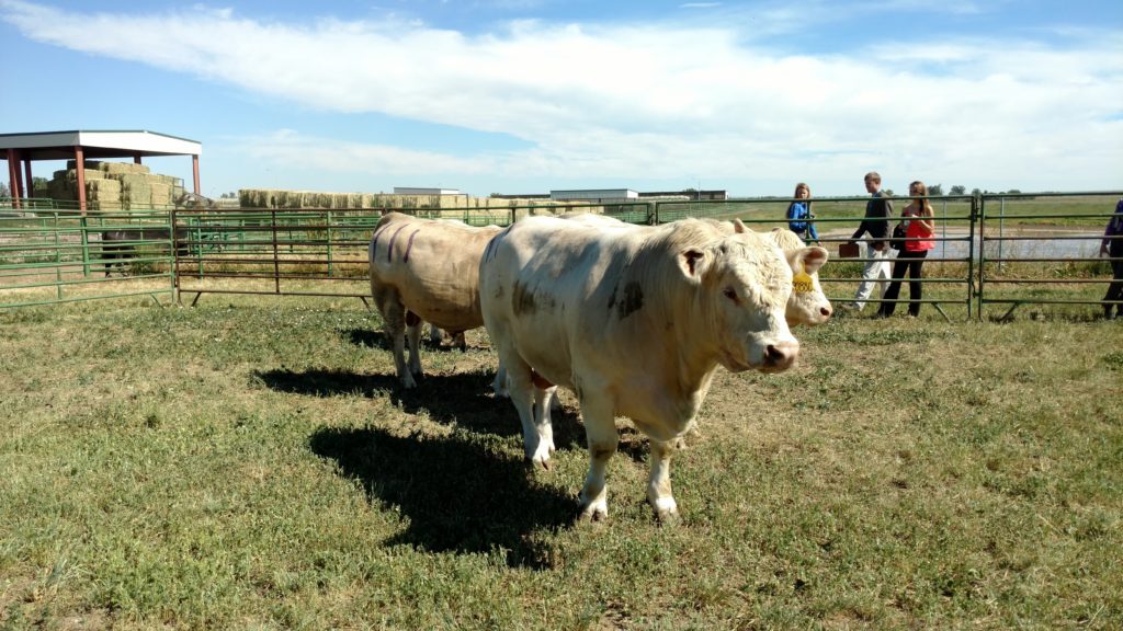 Bulls-Livestock Contest
