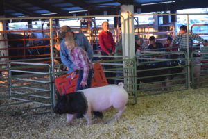 swine Show